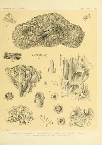Reproducción/Reproduction 5988030820: Report on the reef-corals collected by H.M.S. Challenger during the years 1873-76 [London? :H.M.S.O.],1886
