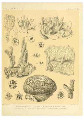 Reproducción/Reproduction 5987467933: Report on the reef-corals collected by H.M.S. Challenger during the years 1873-76 [London? :H.M.S.O.],1886