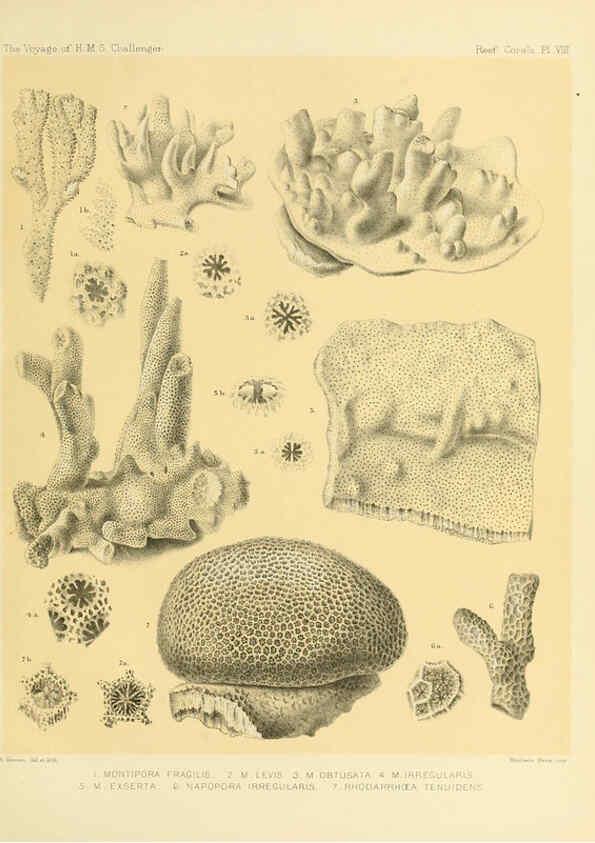 Reproducción/Reproduction 5987467933: Report on the reef-corals collected by H.M.S. Challenger during the years 1873-76 [London? :H.M.S.O.],1886