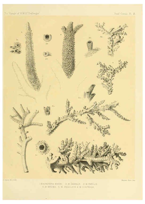 Reproducción/Reproduction 5987468167: Report on the reef-corals collected by H.M.S. Challenger during the years 1873-76 [London? :H.M.S.O.],1886
