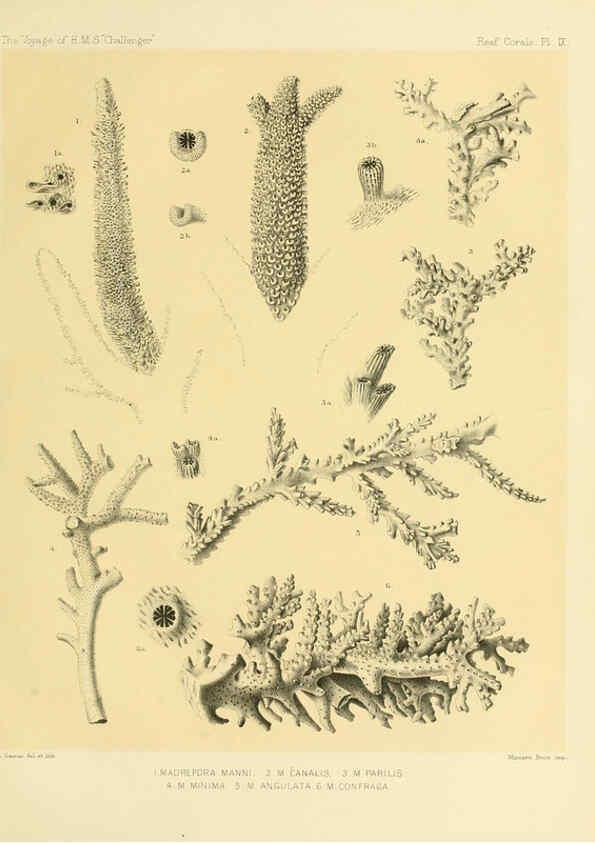 Reproducción/Reproduction 5987468167: Report on the reef-corals collected by H.M.S. Challenger during the years 1873-76 [London? :H.M.S.O.],1886