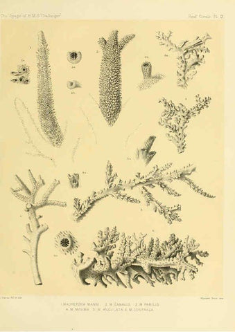 Reproducción/Reproduction 5987468167: Report on the reef-corals collected by H.M.S. Challenger during the years 1873-76 [London? :H.M.S.O.],1886