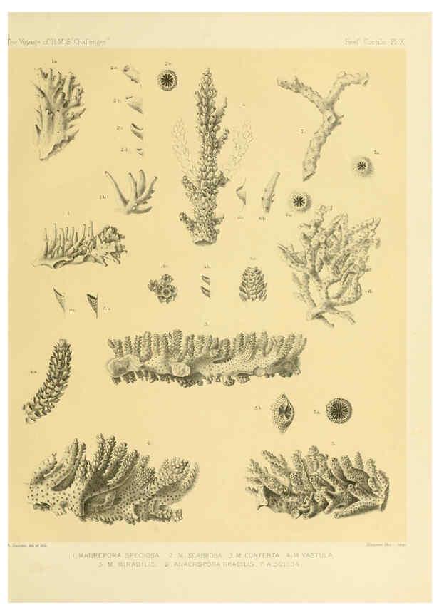 Reproducción/Reproduction 5988031440: Report on the reef-corals collected by H.M.S. Challenger during the years 1873-76 [London? :H.M.S.O.],1886