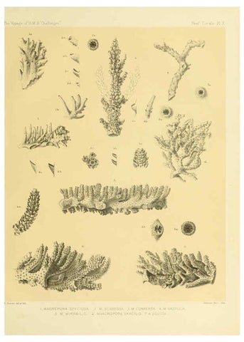 Reproducción/Reproduction 5988031440: Report on the reef-corals collected by H.M.S. Challenger during the years 1873-76 [London? :H.M.S.O.],1886