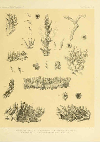 Reproducción/Reproduction 5988031440: Report on the reef-corals collected by H.M.S. Challenger during the years 1873-76 [London? :H.M.S.O.],1886