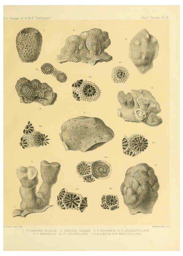 Reproducción/Reproduction 5988031694: Report on the reef-corals collected by H.M.S. Challenger during the years 1873-76 [London? :H.M.S.O.],1886