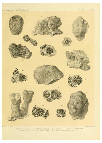 Reproducción/Reproduction 5988031694: Report on the reef-corals collected by H.M.S. Challenger during the years 1873-76 [London? :H.M.S.O.],1886