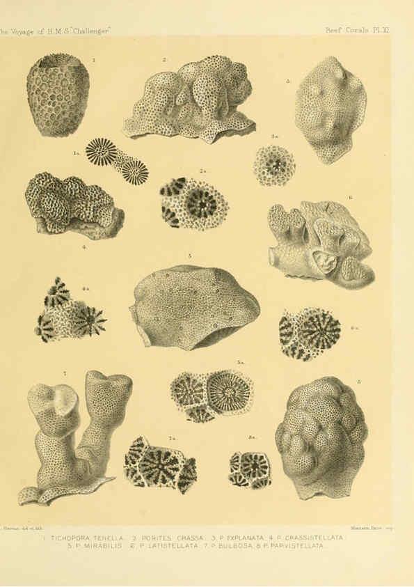 Reproducción/Reproduction 5988031694: Report on the reef-corals collected by H.M.S. Challenger during the years 1873-76 [London? :H.M.S.O.],1886