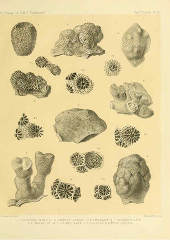 Reproducción/Reproduction 5988031694: Report on the reef-corals collected by H.M.S. Challenger during the years 1873-76 [London? :H.M.S.O.],1886