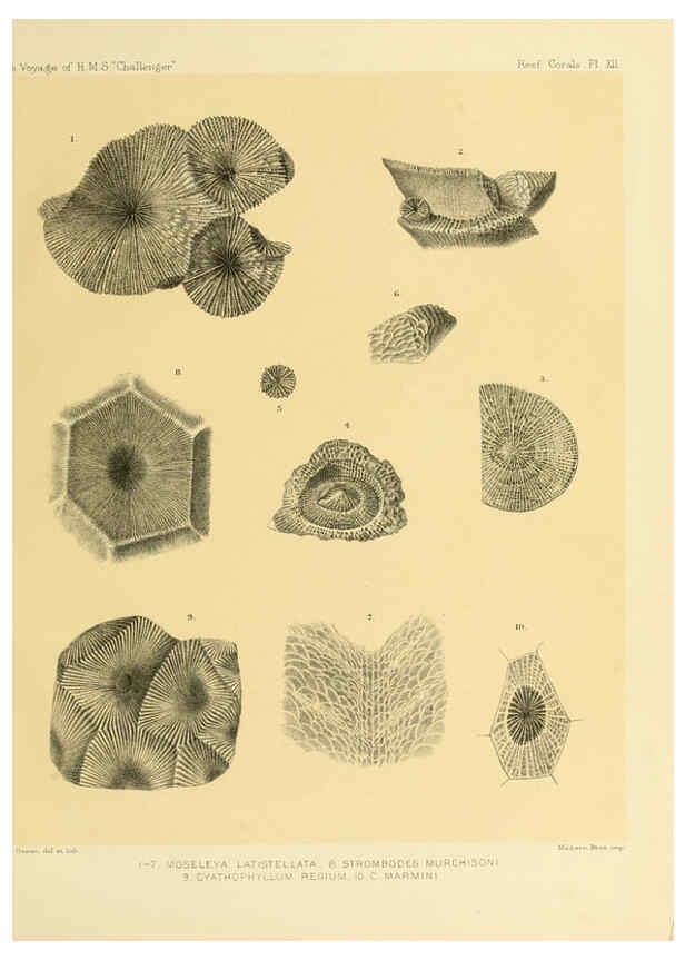 Reproducción/Reproduction 5987469071: Report on the reef-corals collected by H.M.S. Challenger during the years 1873-76 [London? :H.M.S.O.],1886