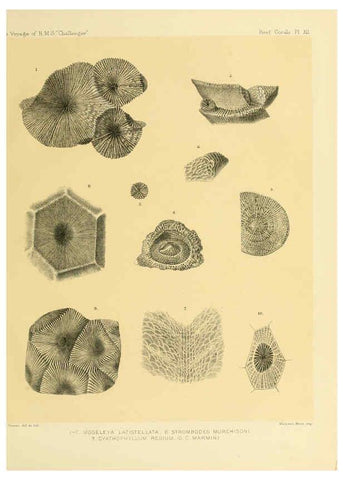 Reproducción/Reproduction 5987469071: Report on the reef-corals collected by H.M.S. Challenger during the years 1873-76 [London? :H.M.S.O.],1886