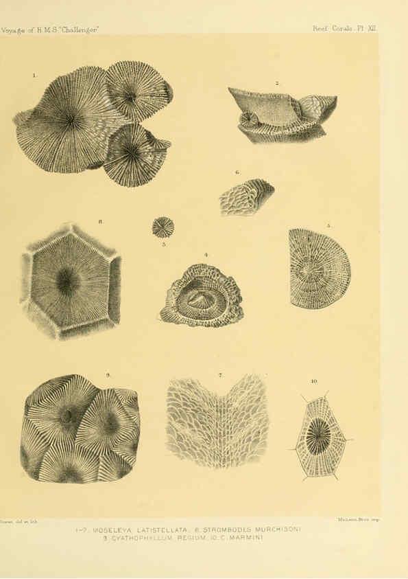 Reproducción/Reproduction 5987469071: Report on the reef-corals collected by H.M.S. Challenger during the years 1873-76 [London? :H.M.S.O.],1886