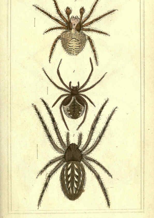 Reproducción/Reproduction 5987945684: The animal kingdom, arranged according to its organization London :G. Henderson,1834