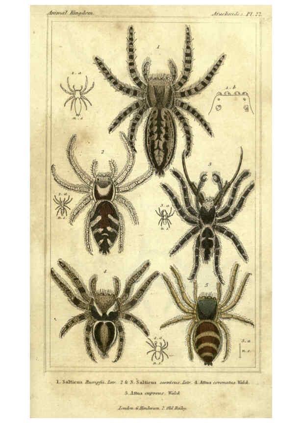 Reproducción/Reproduction 5987389945: The animal kingdom, arranged according to its organization London :G. Henderson,1834