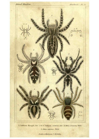 Reproducción/Reproduction 5987389945: The animal kingdom, arranged according to its organization London :G. Henderson,1834