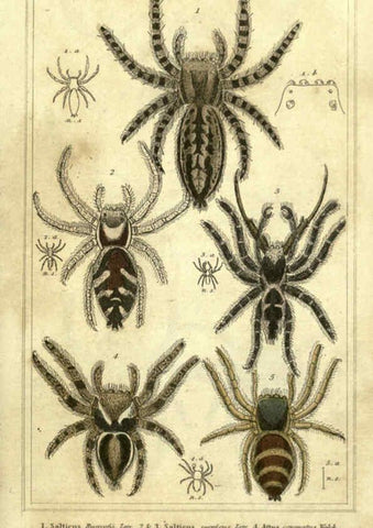 Reproducción/Reproduction 5987389945: The animal kingdom, arranged according to its organization London :G. Henderson,1834