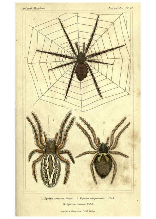 Reproducción/Reproduction 5987384239: The animal kingdom, arranged according to its organization London :G. Henderson,1834