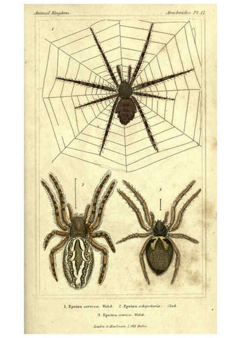 Reproducción/Reproduction 5987384239: The animal kingdom, arranged according to its organization London :G. Henderson,1834