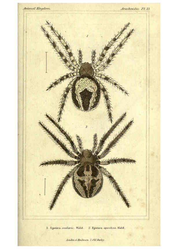 Reproducción/Reproduction 5987946574: The animal kingdom, arranged according to its organization London :G. Henderson,1834