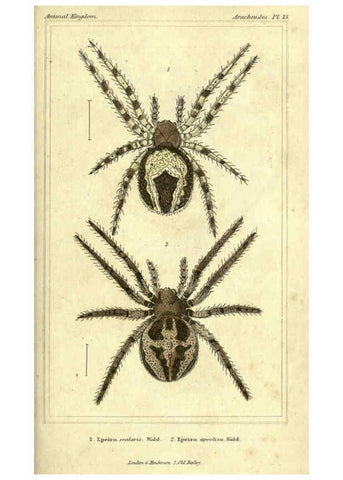 Reproducción/Reproduction 5987946574: The animal kingdom, arranged according to its organization London :G. Henderson,1834