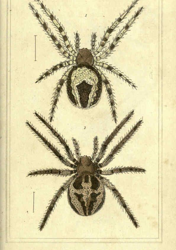 Reproducción/Reproduction 5987946574: The animal kingdom, arranged according to its organization London :G. Henderson,1834