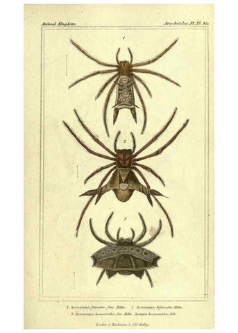 Reproducción/Reproduction 5987947104: The animal kingdom, arranged according to its organization London :G. Henderson,1834