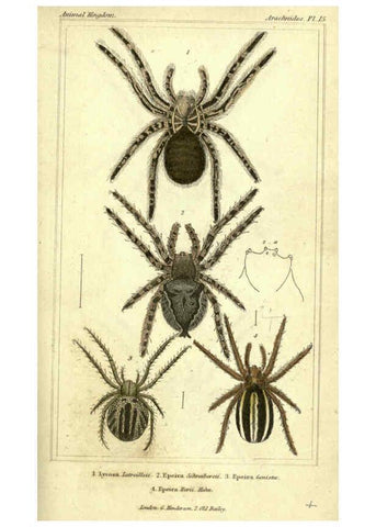 Reproducción/Reproduction 5987385717: The animal kingdom, arranged according to its organization London :G. Henderson,1834
