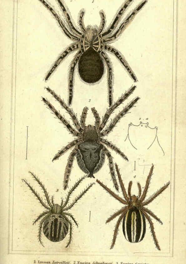 Reproducción/Reproduction 5987385717: The animal kingdom, arranged according to its organization London :G. Henderson,1834