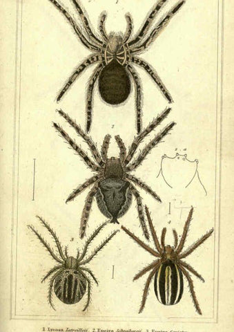Reproducción/Reproduction 5987385717: The animal kingdom, arranged according to its organization London :G. Henderson,1834