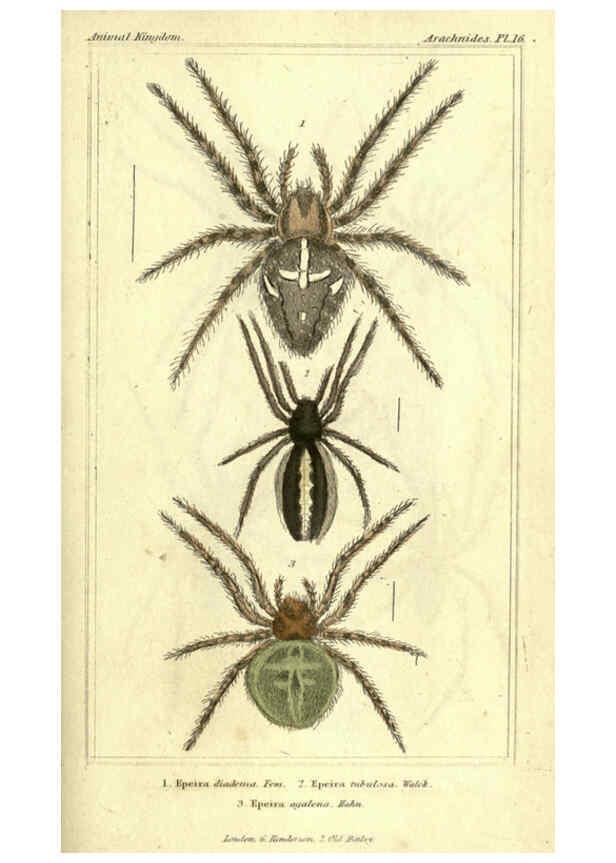 Reproducción/Reproduction 5987386093: The animal kingdom, arranged according to its organization London :G. Henderson,1834