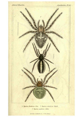 Reproducción/Reproduction 5987386093: The animal kingdom, arranged according to its organization London :G. Henderson,1834
