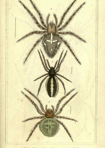 Reproducción/Reproduction 5987386093: The animal kingdom, arranged according to its organization London :G. Henderson,1834