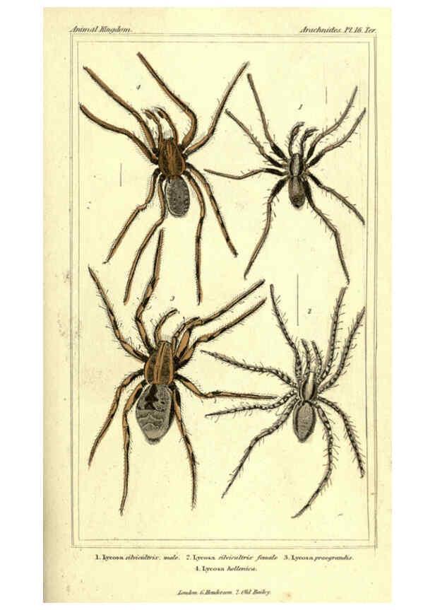 Reproducción/Reproduction 5987948302: The animal kingdom, arranged according to its organization London :G. Henderson,1834
