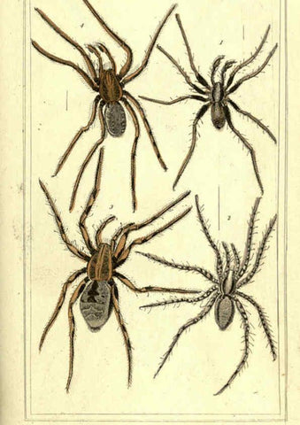Reproducción/Reproduction 5987948302: The animal kingdom, arranged according to its organization London :G. Henderson,1834