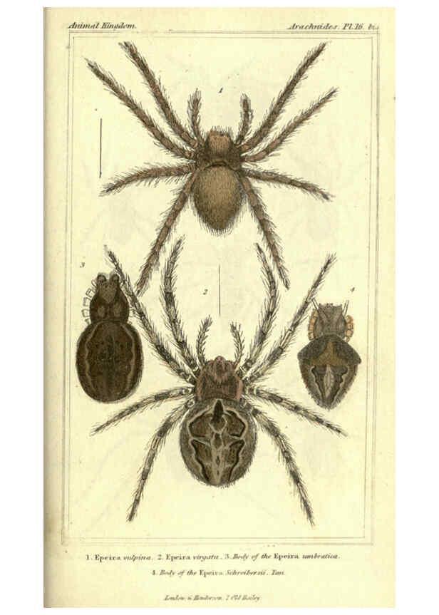 Reproducción/Reproduction 5987948552: The animal kingdom, arranged according to its organization London :G. Henderson,1834