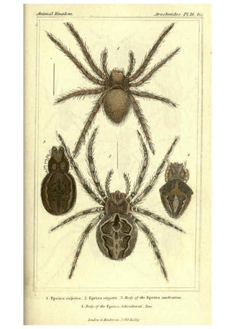 Reproducción/Reproduction 5987948552: The animal kingdom, arranged according to its organization London :G. Henderson,1834