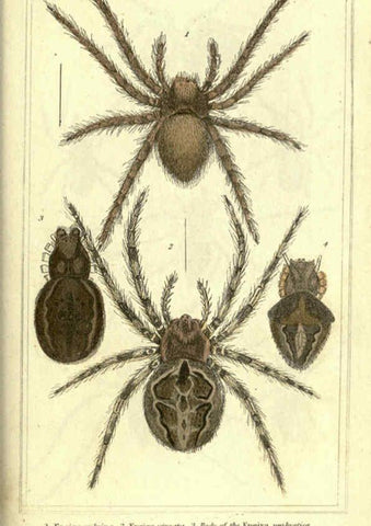 Reproducción/Reproduction 5987948552: The animal kingdom, arranged according to its organization London :G. Henderson,1834