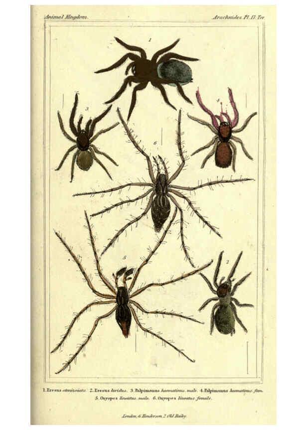 Reproducción/Reproduction 5987948902: The animal kingdom, arranged according to its organization London :G. Henderson,1834