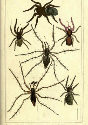 Reproducción/Reproduction 5987948902: The animal kingdom, arranged according to its organization London :G. Henderson,1834