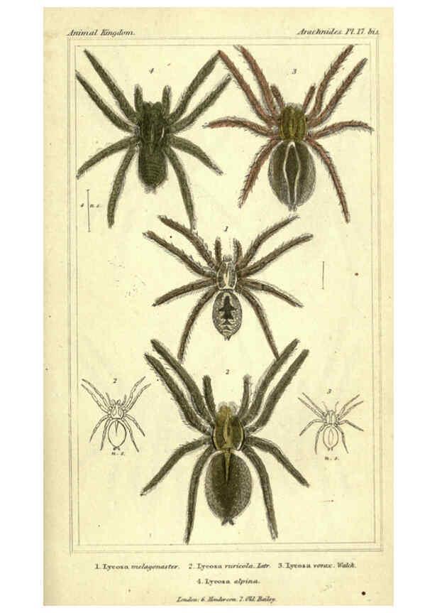 Reproducción/Reproduction 5987949328: The animal kingdom, arranged according to its organization London :G. Henderson,1834