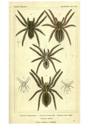 Reproducción/Reproduction 5987949328: The animal kingdom, arranged according to its organization London :G. Henderson,1834