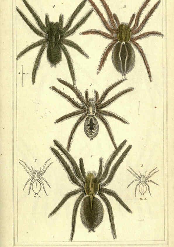 Reproducción/Reproduction 5987949328: The animal kingdom, arranged according to its organization London :G. Henderson,1834
