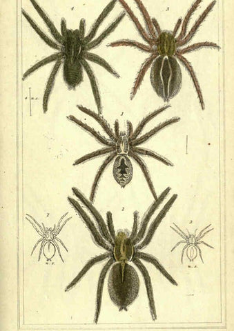 Reproducción/Reproduction 5987949328: The animal kingdom, arranged according to its organization London :G. Henderson,1834