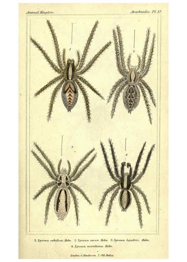 Reproducción/Reproduction 5987949784: The animal kingdom, arranged according to its organization London :G. Henderson,1834