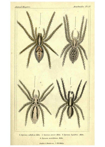 Reproducción/Reproduction 5987949784: The animal kingdom, arranged according to its organization London :G. Henderson,1834