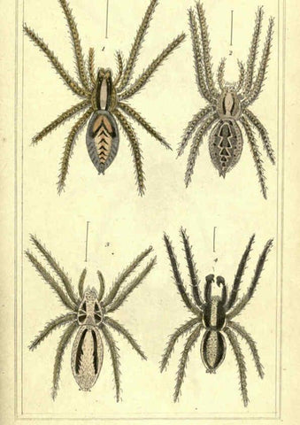 Reproducción/Reproduction 5987949784: The animal kingdom, arranged according to its organization London :G. Henderson,1834