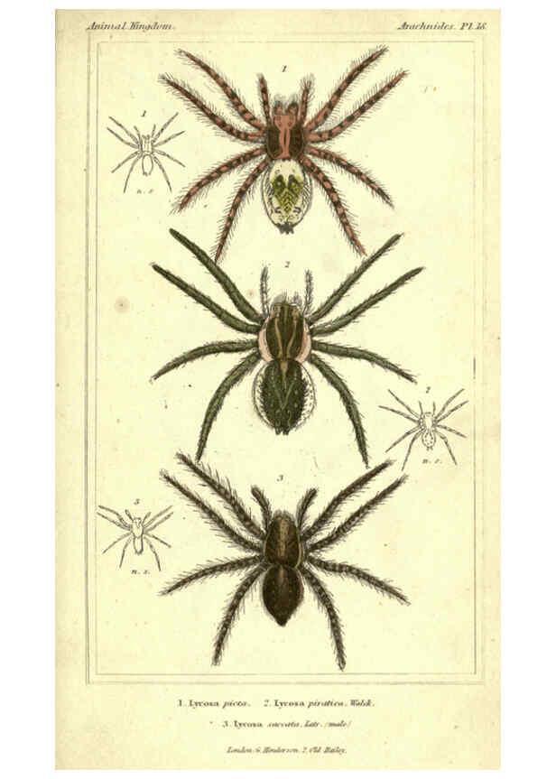 Reproducción/Reproduction 5987388017: The animal kingdom, arranged according to its organization London :G. Henderson,1834