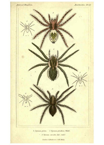 Reproducción/Reproduction 5987388017: The animal kingdom, arranged according to its organization London :G. Henderson,1834
