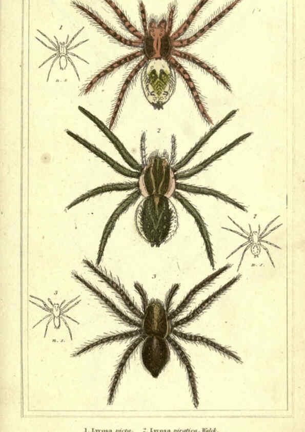Reproducción/Reproduction 5987388017: The animal kingdom, arranged according to its organization London :G. Henderson,1834