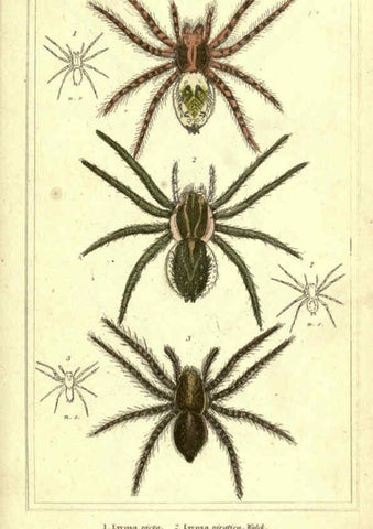 Reproducción/Reproduction 5987388017: The animal kingdom, arranged according to its organization London :G. Henderson,1834
